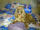 Sweet Lana фотография #41 (источник - https://vk.com/id3865831)