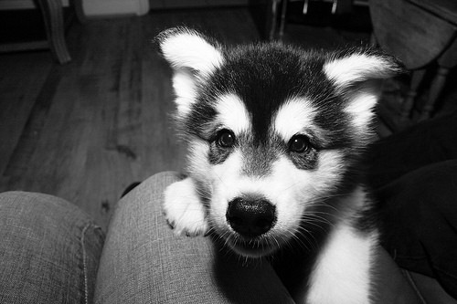 №10, Вова Вовкин №10, Вова Вовкин