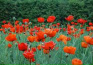 Ирина Бабенко фотография #30 (источник - https://vk.com/id2244513)