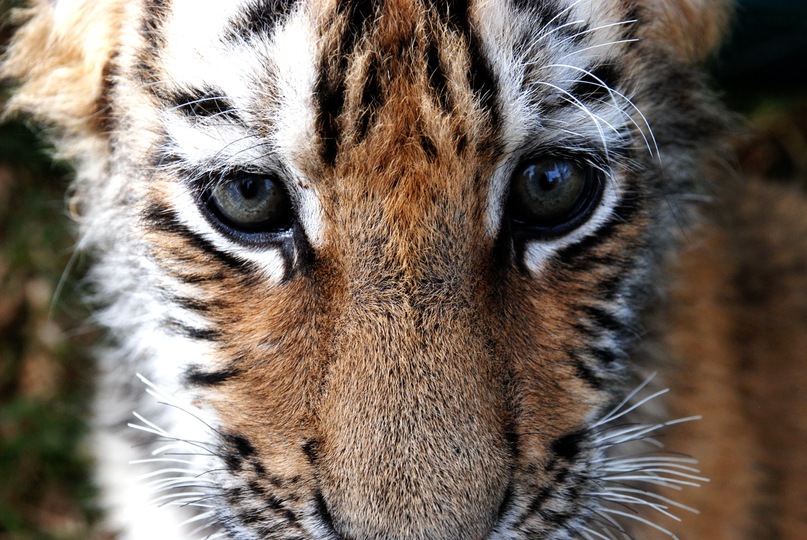 Дмитрий Ружицкий фотография #4