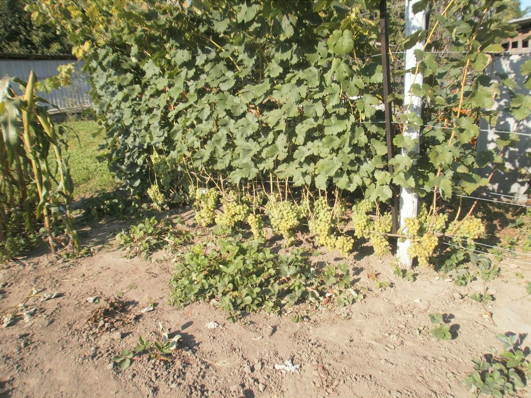 Олександр Сизоненко фотография #39