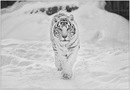 Іван Горняков фотография #2 (источник - https://vk.com/id152794618)