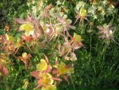 Фотография Тихоновой Наталии