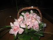 Іринка Богун фотография #38 (источник - https://vk.com/id22498674)