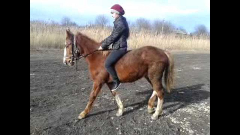 Две кобылки в юбках попадаются на объектив камеры