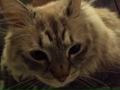 Фотография Чередниковой Анны