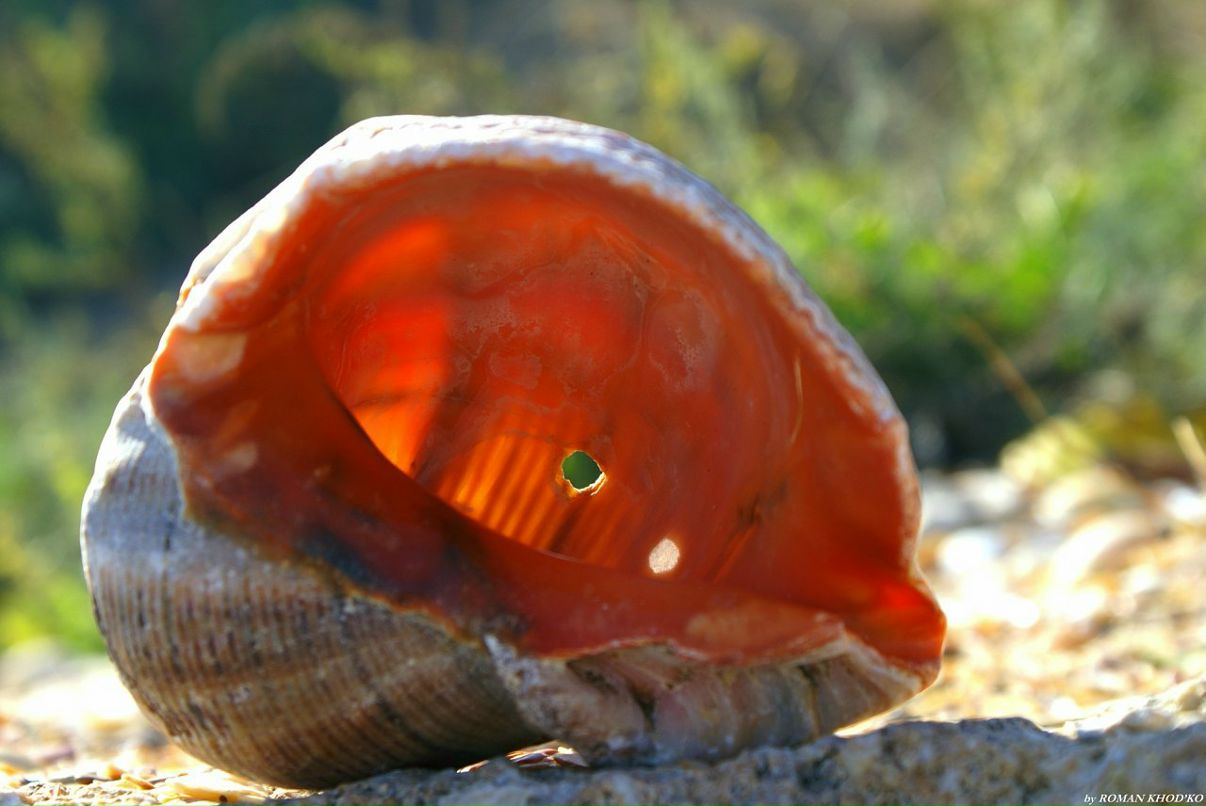 Иван Плотников фотография #31