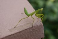 Фотография Матвеева (Воробьева) Ирины