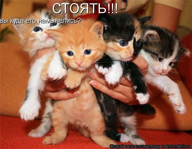Катя Бис фотография #11