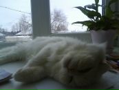 Фотография Серебряковой Аделины