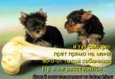 Ілона Любомирівна фотография #20 (источник - https://vk.com/id15087753)