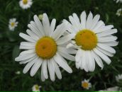 Фотография Ефимовой Александры