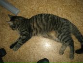 Фотография Kapustina Natalia