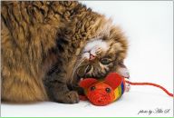 Фотография Козловой Ирины