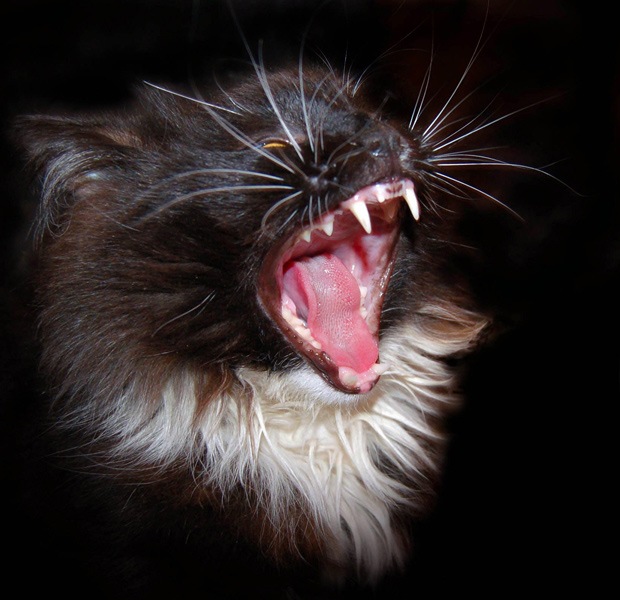 Switch Back фотография #25