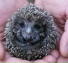 Фотография Арбузовой Ани