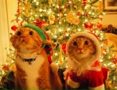 Фотография Кафф Ольги