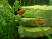 Dathim Origin фотография #46 (источник - https://vk.com/id2932718)