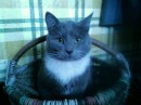 Кот =) фотография #20 (источник - https://vk.com/id89873718)