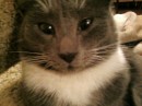 Кот =) фотография #12 (источник - https://vk.com/id89873718)