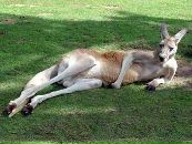 Фотография Весны Шамана