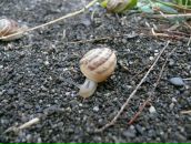 Фотография Сараева Антона