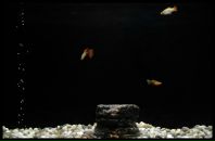 Володимир Олійник фотография #1