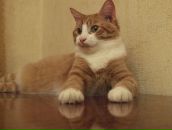 Фотография Шибакин Константин