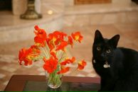 Фотография Афанасьева Кирилла