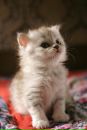 Фотография Сукоры Татьяны