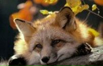 Аліночка Давиденко фотография #34 (источник - https://vk.com/id58609639)