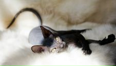 Фотография Кочетовой Анны