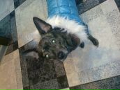 Фотография Ромашкина Ромашки