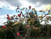 Сергій Гурінчук фотография #48 (источник - https://vk.com/id12433093)