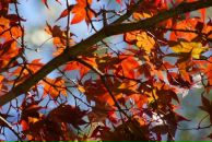 Либа Симоненко фотография #17 (источник - https://vk.com/id15219335)