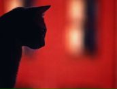 Фотография Сиразутдинов Сергей